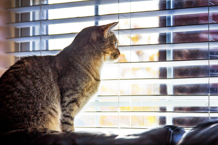 Tabby Cat in the Window
