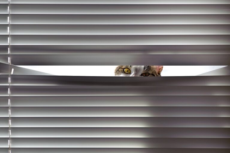 8 Tips To Keep Your Cat Out Of Your Blinds Dannenmueller Closet   Cat In Blinds1 768x511 